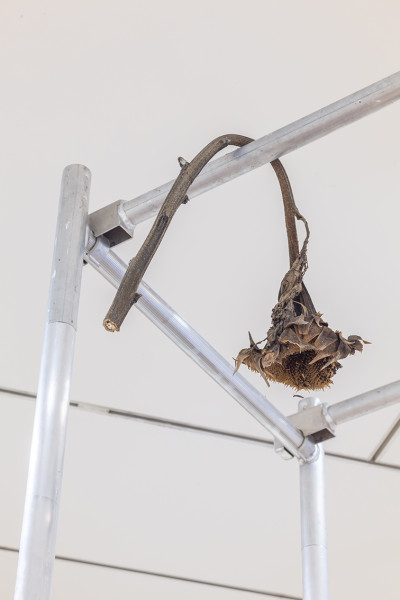 A sunflower hangs on a scaffolding